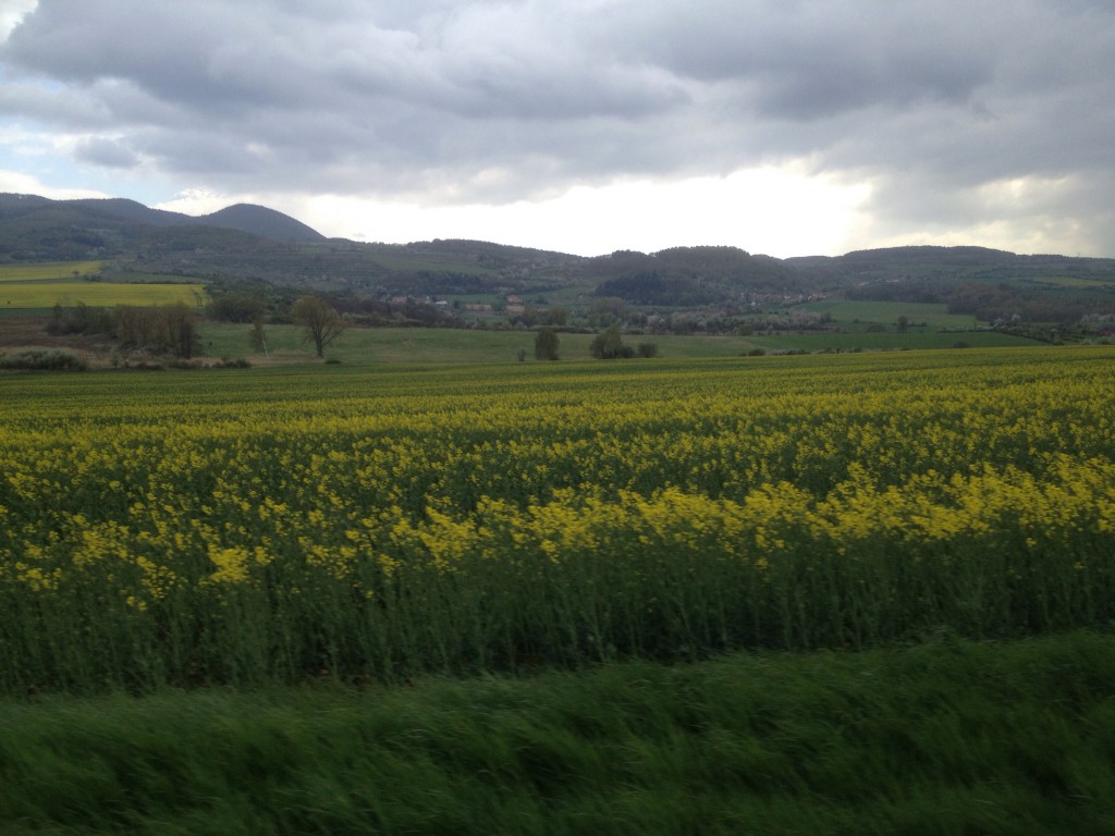 20140415-174917.jpg